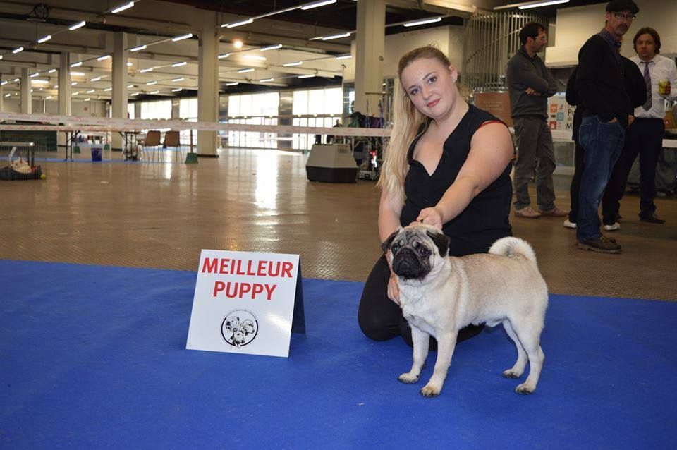 Des Nez Plats Du Ricolin - Lino à la Spéciale de Race de Metz 