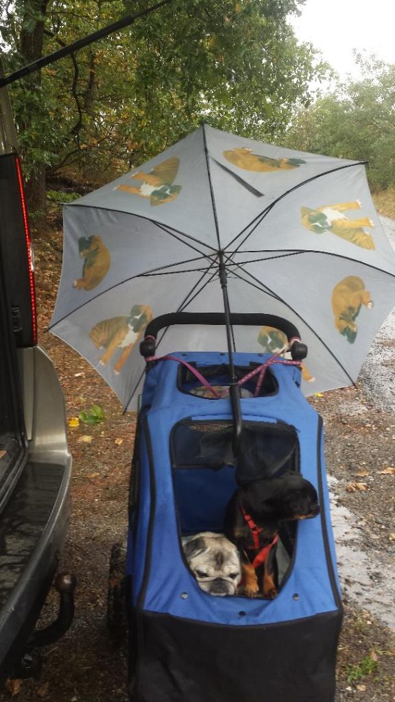 Des Nez Plats Du Ricolin - Retour sous la pluie après la séance au club canin 