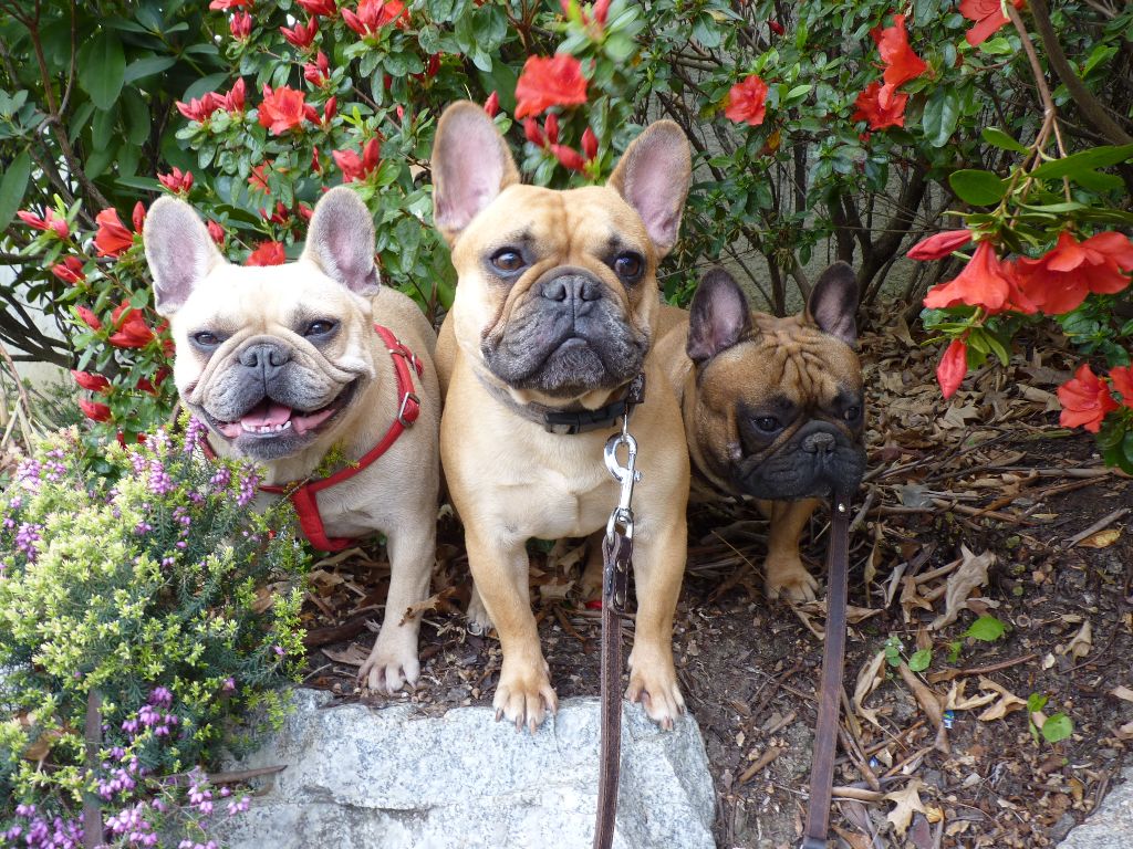 Des Nez Plats Du Ricolin - Les bouledogues dans les fleurs