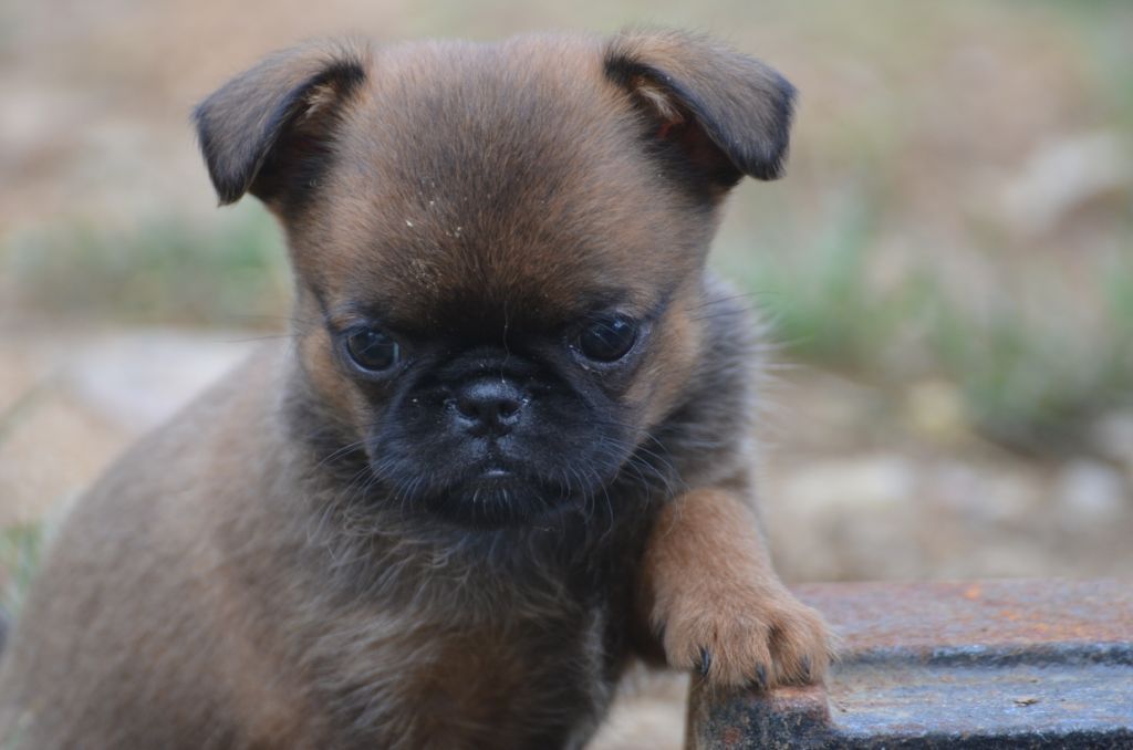 Des Nez Plats Du Ricolin - Vous cherchez un chiot 