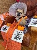  - Athos le bouledogue d'Halloween 