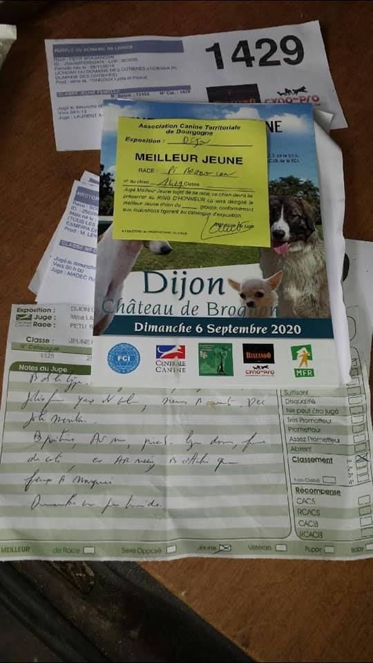 Des Nez Plats Du Ricolin - Dana en exposition canine à Dijon