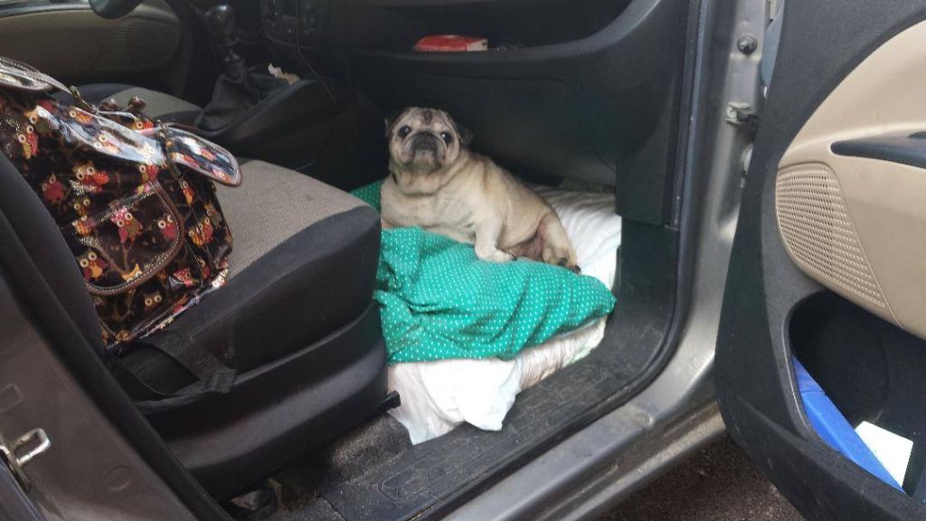 Des Nez Plats Du Ricolin - Bien installée en voiture 