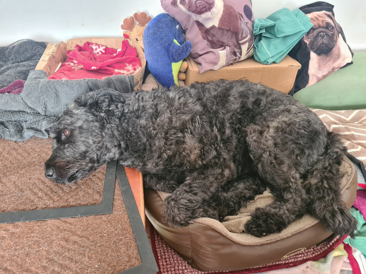 2026 lettre B pour le nom des chiens