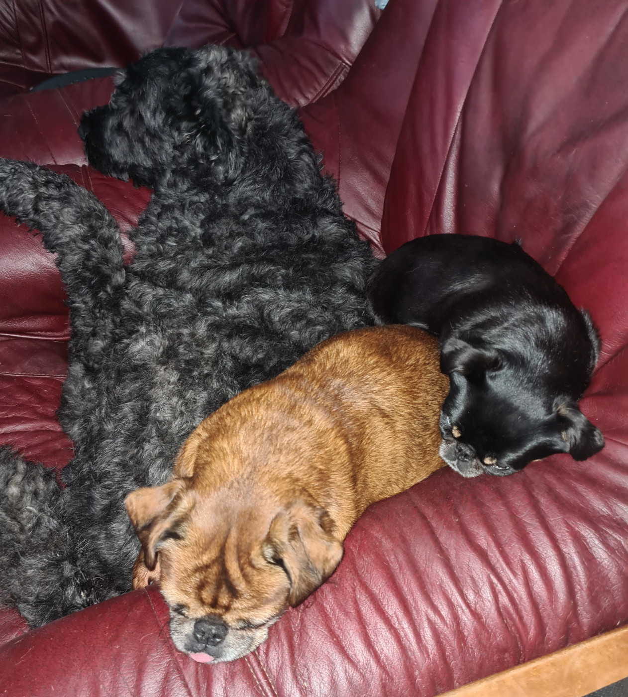 Les petits brabançons et leur matelas vivant