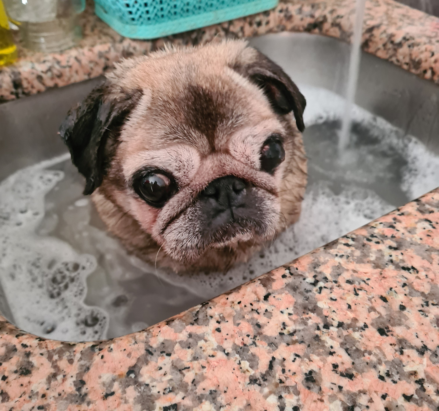 2026 lettre B pour le nom des chiens